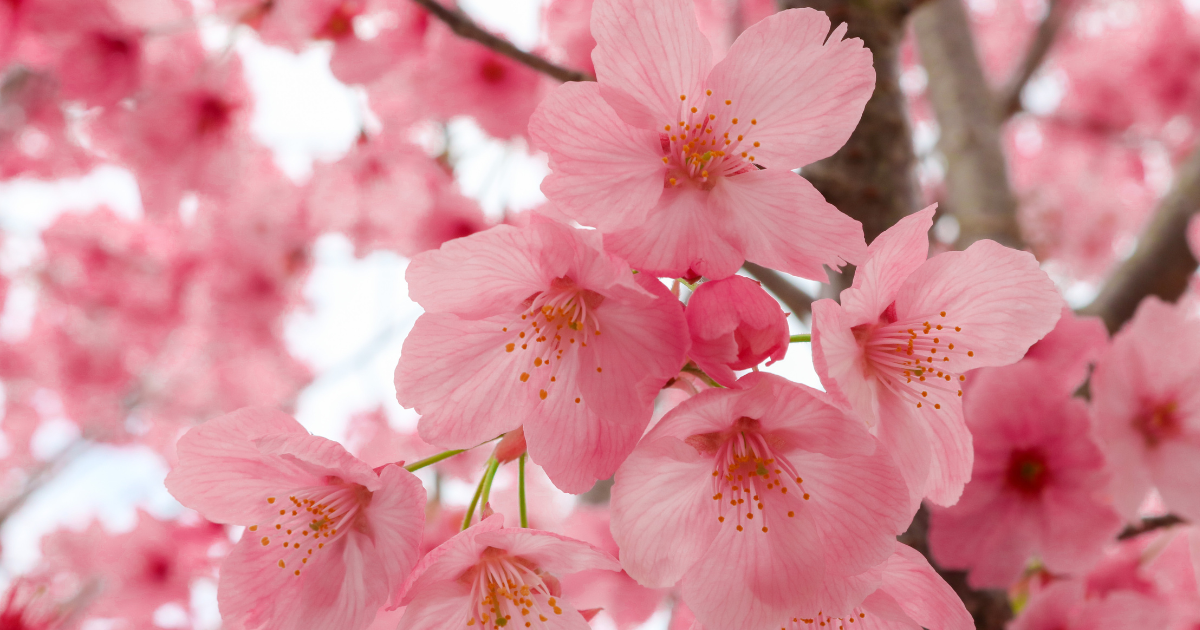 57 Things That Are Pink - Pink Things » The Hidden Squirrel